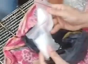 Terjaring Operasi Polisi, Bandar Narkoba Warga Kota Agung Barat Tanggamus Bersembunyi Sabu di Atap Rumah