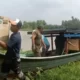 Hasil Tangkapan di Bakauheni dan Serahan Warga, 43 Ekor Satwa Liar Dilepas Liarkan di Hutan Way Kambas