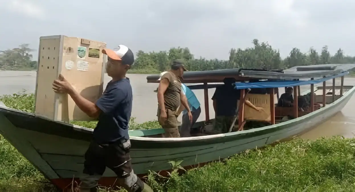 Hasil Tangkapan di Bakauheni dan Serahan Warga, 43 Ekor Satwa Liar Dilepas Liarkan di Hutan Way Kambas