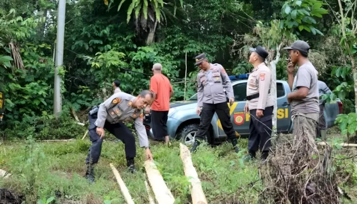 Serbuan Gajah Mengamuk: Warga Pekon Sedayu Semaka Tanggamus Merana! 6 Hektare Tanaman Hancur!
