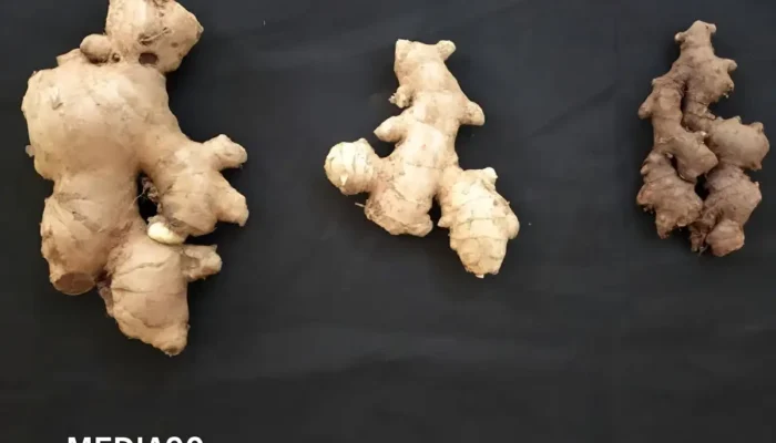 Dosen Polinela Mengembangkan Teknologi Biostimulan untuk Bibit Jahe Unggul