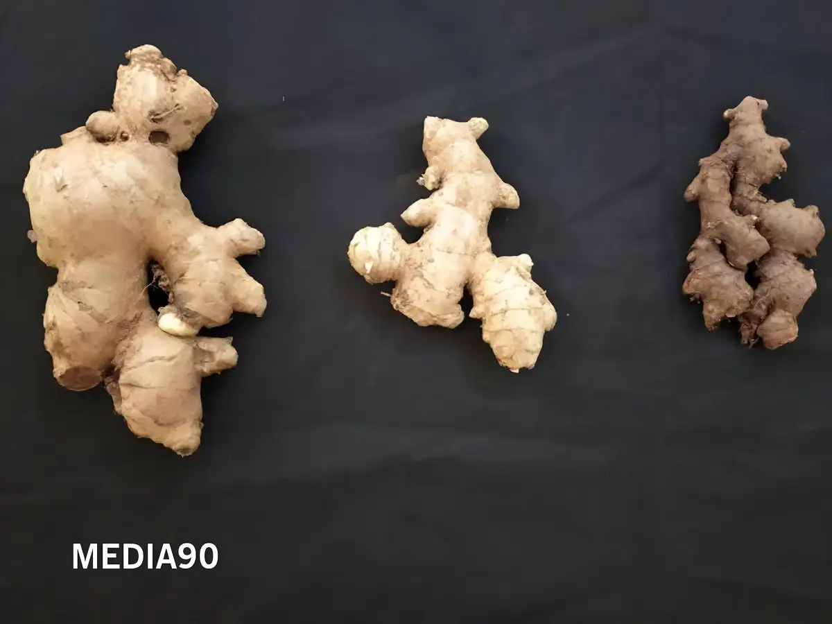Kembangkan Teknologi Biostimulan, Dosen Polinela Berhasil Buat Bibit Jahe Unggul