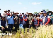 Sukses Panen Padi di Gading Kencana: Pj Bupati Tulangbawang Barat Sebut Produksi Tetap Kokoh Meski Musim Kemarau