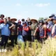 Panen Raya di Gading Kencana, Pj Bupati Tulangbawang Barat Sebut Produksi Padi Meningkat Meski Musim Kemarau