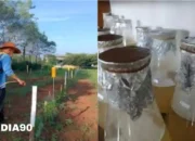 Profesor Polinela Mengembangkan Aplikasi Metabolit Sekunder APH untuk Mencegah Hama dan Penyakit pada Tanaman Jagung