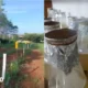 Cegah Hama dan Penyakit pada Tanaman Jagung, Dosen Polinela Ciptakan Aplikasi Metabolit Sekunder APH