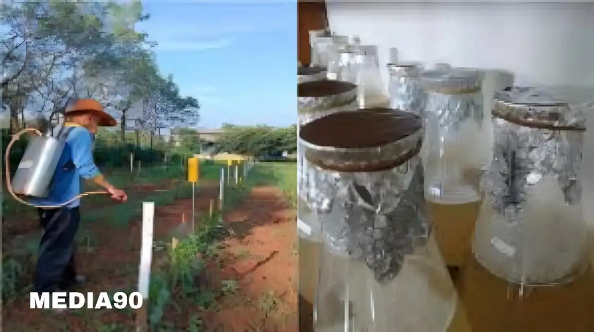 Cegah Hama dan Penyakit pada Tanaman Jagung, Dosen Polinela Ciptakan Aplikasi Metabolit Sekunder APH