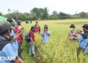 Uji Daya Hasil Tujuh Galur Padi Baru Rakitan di Prodi Teknologi Pembenihan Polinela