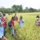 Prodi Teknologi Pembenihan Polinela Uji Daya Hasil Tujuh Galur Padi Baru Rakitan