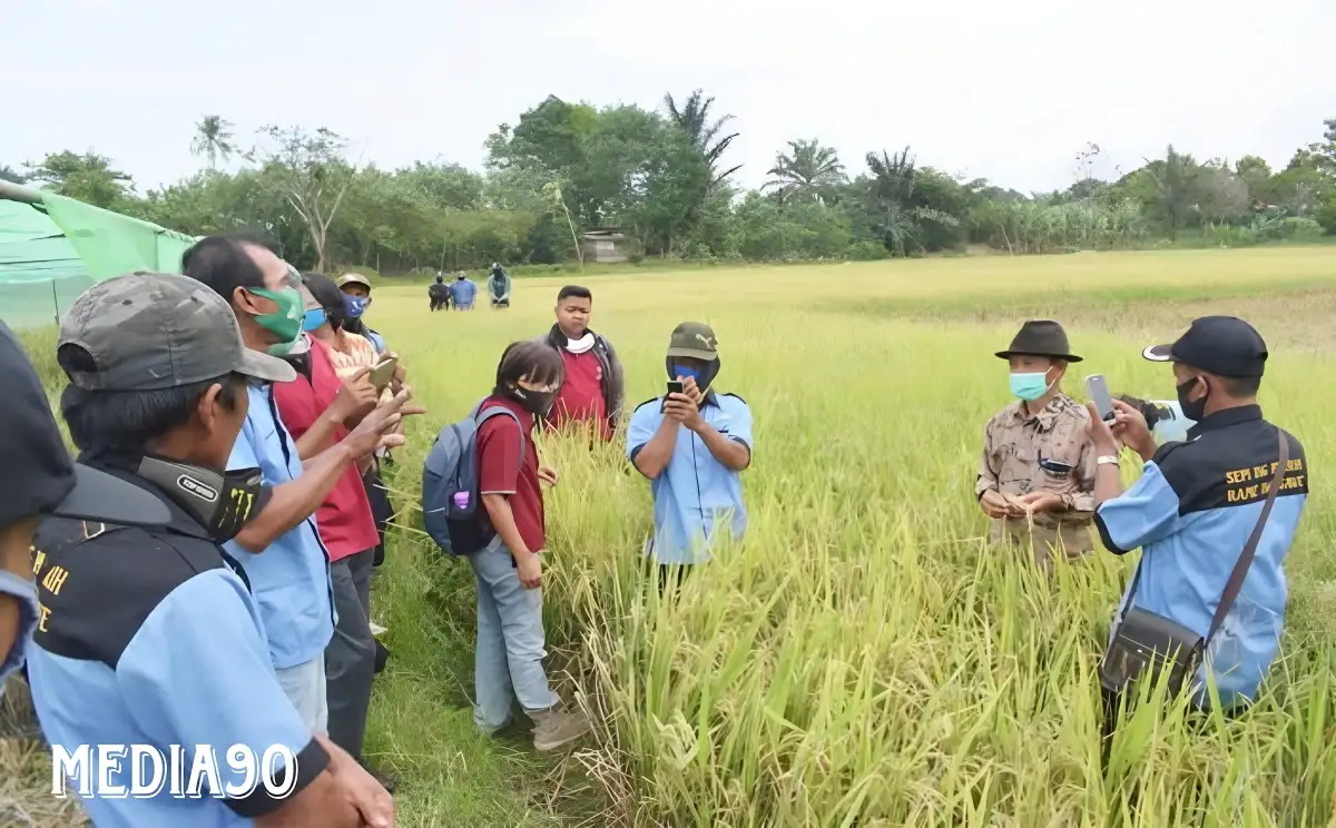 Prodi Teknologi Pembenihan Polinela Uji Daya Hasil Tujuh Galur Padi Baru Rakitan