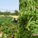 Dosen Budidaya Tanaman Pangan Polinela Teliti Penggunaan Pupuk Organik Cair dan Pestisida Nabati pada Tanaman Edamame, Ini Hasilnya