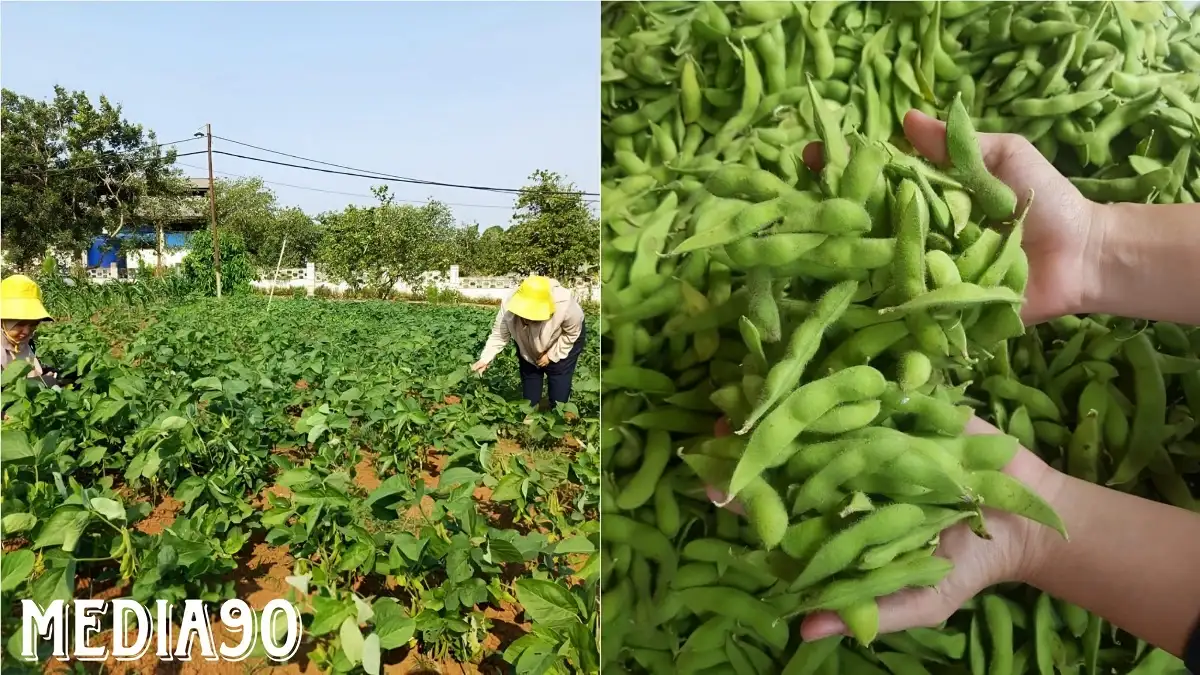 Dosen Budidaya Tanaman Pangan Polinela Teliti Penggunaan Pupuk Organik Cair dan Pestisida Nabati pada Tanaman Edamame, Ini Hasilnya