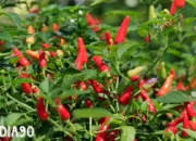 Upaya Stabilisasi Harga Cabai: Pemerintah Dorong Masyarakat Tanam Cabai di Pekarangan