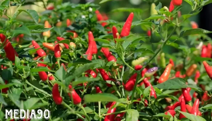 Upaya Stabilisasi Harga Cabai: Pemerintah Dorong Masyarakat Tanam Cabai di Pekarangan
