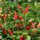 Harga Cabai Melambung hingga Rp85 Ribu per Kg di Lampung, Pemerintah Tanam Cabai di Pekarangan