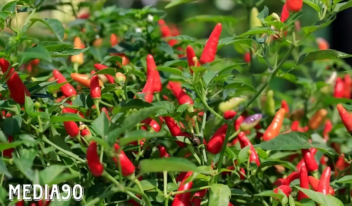 Harga Cabai Melambung hingga Rp85 Ribu per Kg di Lampung, Pemerintah Tanam Cabai di Pekarangan