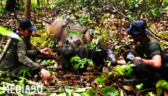 Berita Bahagia: Kelahiran Si Kecil di Tengah Keindahan Alam – Anak Badak Delilah Melihat Dunia di Taman Nasional Way Kambas Lampung Timur pada Akhir Tahun 2023
