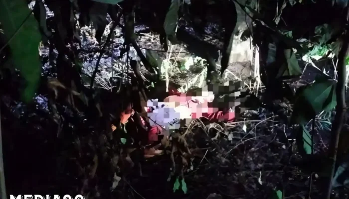 Tragedi Api di Kebun Cabai Labuhanratu: Petani Berpamitan pada Tanamannya, Namun Haru Terbakar di Tengah Usaha