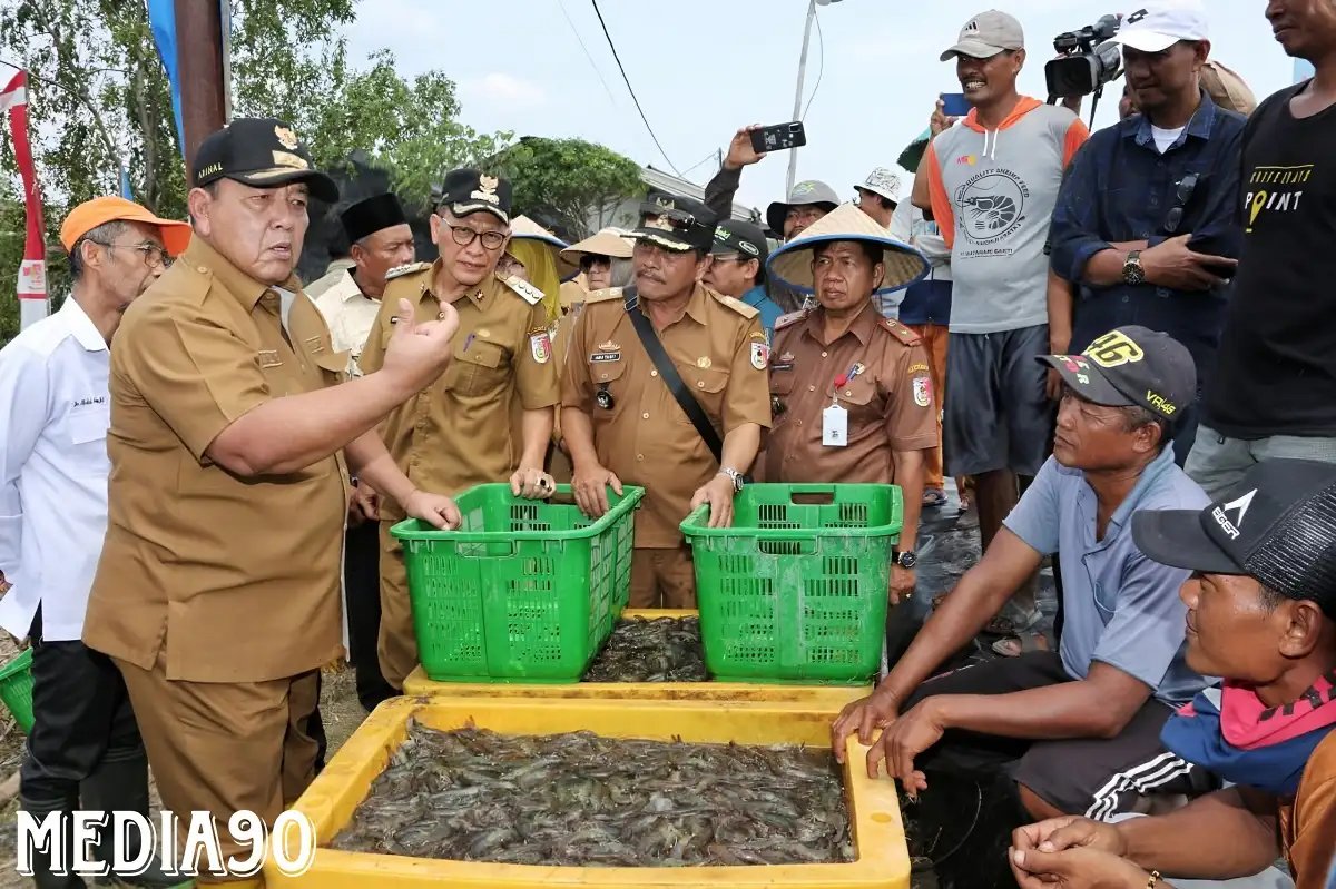 Panen Udang di Tulang Bawang, Gubernur Arinal Dorong Pertambakan Udang di Lampung