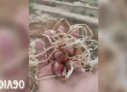 Inovasi Tim Peneliti Prodi Hortikultura Polinela dalam Mengembangkan Varietas Bawang Merah TSS Berkualitas Tinggi
