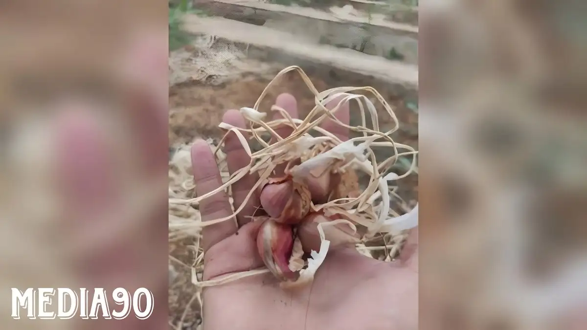 Prodi Hortikultura Polinela Kembangkan Varietas Bawang Merah Unggul Berdaya Hasil Tinggi