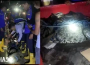 Kampung Koala Bandar Lampung Dilanda Kekhawatiran Warga Akibat Penangkapan Buaya Raksasa 3 Meter oleh Damkarmat