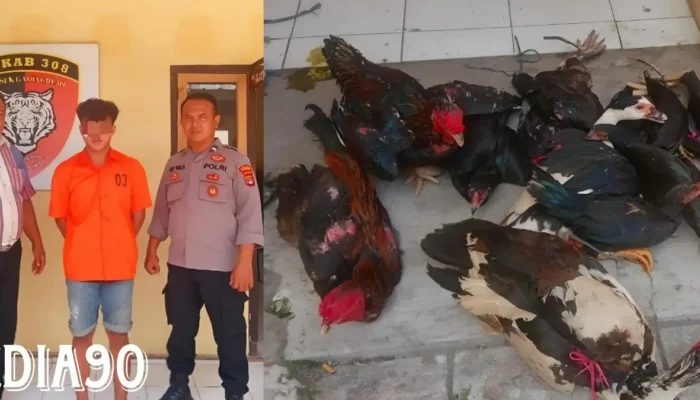 Kejutan Petualangan: Pemuda Asal Gedong Tataan Ditangkap Saat Membawa 11 Ayam dan Entok Curian di Gadingrejo Pringsewu