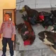 Apes, Tepergok Bawa 11 Ayam dan Entok Curian di Gadingrejo Pringsewu, Pemuda Asal Gedong Tataan ini Diringkus