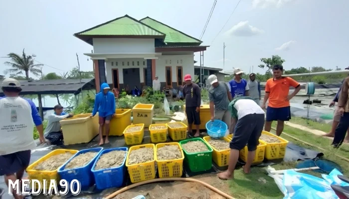 Sukses Menghadapi Tantangan: Petambak Bumi Dipasena Abadi Raih Panen 6 Ton Meski Banyak yang Gagal, Simak Strateginya!
