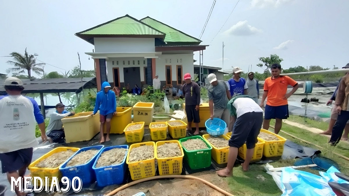 Banyak yang Gagal Panen, Petambak Bumi Dipasena Abadi ini Berhasil Panen 6 Ton, Begini Caranya