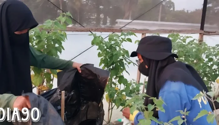 Studi Terkini: Optimalisasi Pertumbuhan Ciplukan (Physalis peruviana) melalui Penelitian Pupuk Kandang dan Pestisida Nabati oleh Dosen Hortikultura Polinela