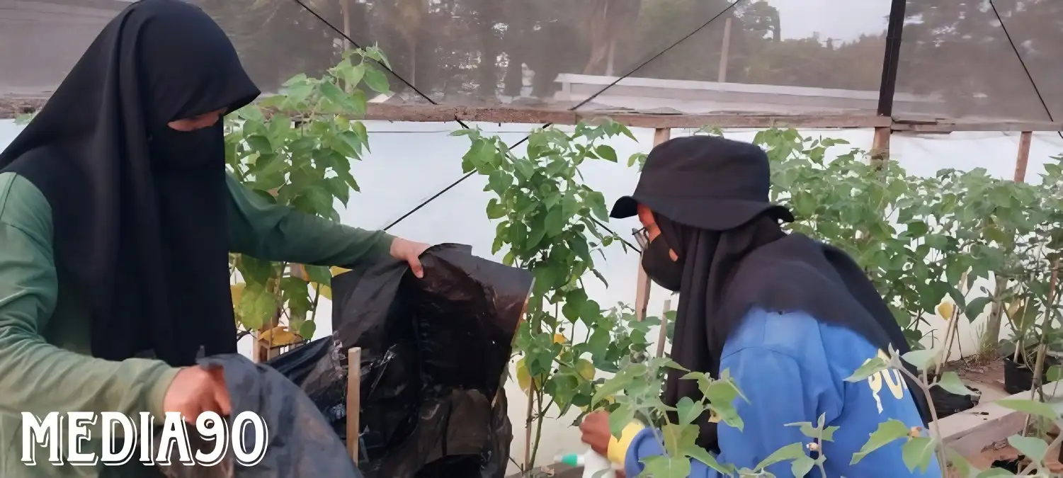 Dosen Hortikultura Polinela Meneliti Penggunaan Pupuk Kandang dan Pestisida Nabati pada Tanaman Ciplukan (Physalis peruviana)