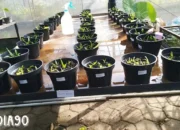 Pengkaji Hortikultura Polinela Mendalami Khasiat Ekstrak Bawang Merah sebagai ZPT Alami
