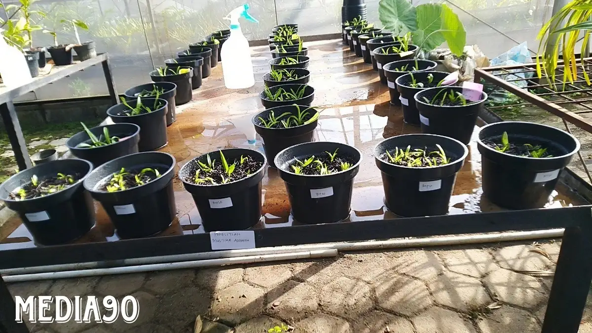 Dosen Hortikultura Polinela Teliti Ekstrak Bawang Merah Sebagai ZPT Alami