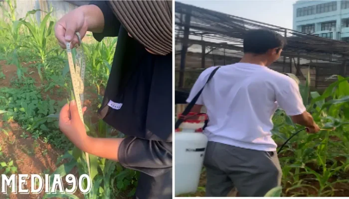 Studi Mendalam Dosen Polinela: Kajian Kinerja BIOSAKA dalam Peningkatan Produksi Jagung Manis