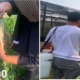 Dosen Polinela Teliti Efektivitas BIOSAKA pada Tanaman Jagung Manis, Ini Hasilnya