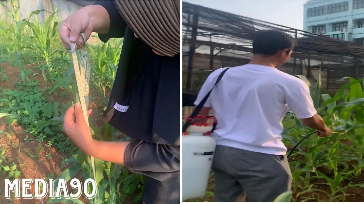 Dosen Polinela Teliti Efektivitas BIOSAKA pada Tanaman Jagung Manis, Ini Hasilnya