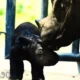 Dua Bayi Badak Kelahiran Taman Nasional Way Kambas Lampung Timur Dinamakan Indra dan Anggi
