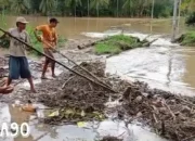 Banjir Melanda Semaka Tanggamus: 149 Rumah Terendam dalam Derita Dua Hari Hujan Deras, Tanggul Jebol, Jembatan Putus