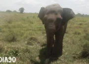 Dramatis! Tragedi Kehilangan Dugol, Sang Gajah Jantan Pemberani di Taman Nasional Way Kambas Lampung Timur
