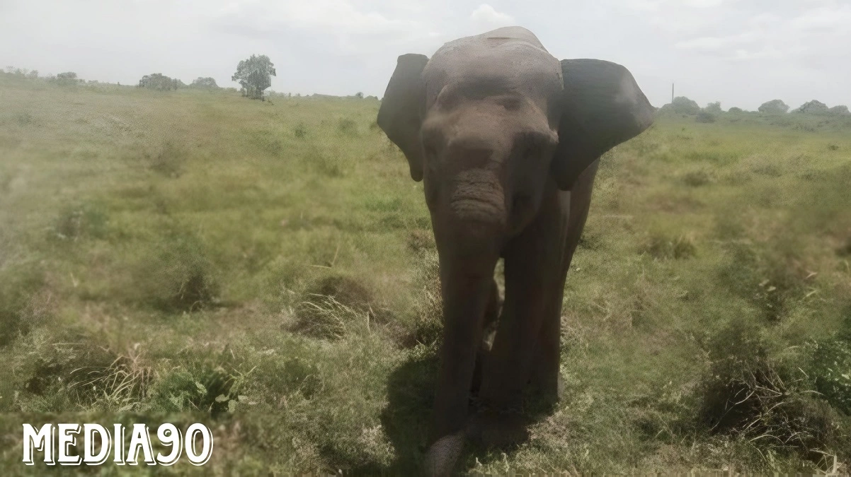 Dugol, Gajah Jantan Liar Paling Ditakuti Warga di Taman Nasional Way Kambas Lampung Timur Ditemukan Mati