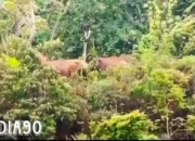 Serbuan Gajah Liar Merusak Pesisir Barat: Kerugian Mencapai Rp1 Miliar akibat Kerusakan Kebun dan Rumah