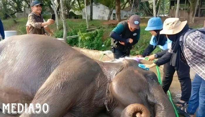 Pesona Baru Taman Nasional Way Kambas Lampung Timur NWK: Gemerlap Tanpa Atraksi Tunggang Gajah, Pintu Kembali Dibuka pada 20 Desember 2023