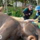 Tanpa Atraksi Tunggang Gajah, Taman Nasional Way Kambas Lampung Timur NWK Dibuka Lagi 20 Desember 2023