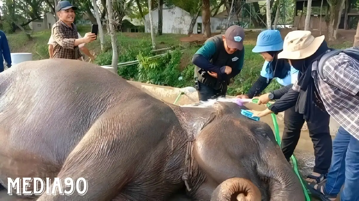 Tanpa Atraksi Tunggang Gajah, Taman Nasional Way Kambas Lampung Timur NWK Dibuka Lagi 20 Desember 2023