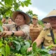 Pakai Metode Tanam Pagar, Petani Lampung Barat Berhasil Budidayakan Kopi Arabika