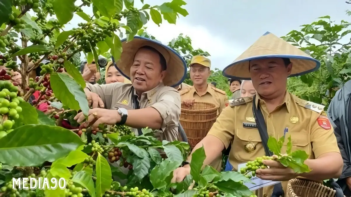 Pakai Metode Tanam Pagar, Petani Lampung Barat Berhasil Budidayakan Kopi Arabika