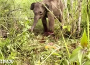 Gajah TNWK Lampung Timur Ditemukan Terperangkap oleh Perburuan Liar: Sebulan Terluka dan Badan Kurus