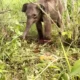 Gajah TNWK Lampung Timur Ditemukan Terjerat Perangkap Pemburu Liar Sebulan, Badan Kurus Kaki Luka