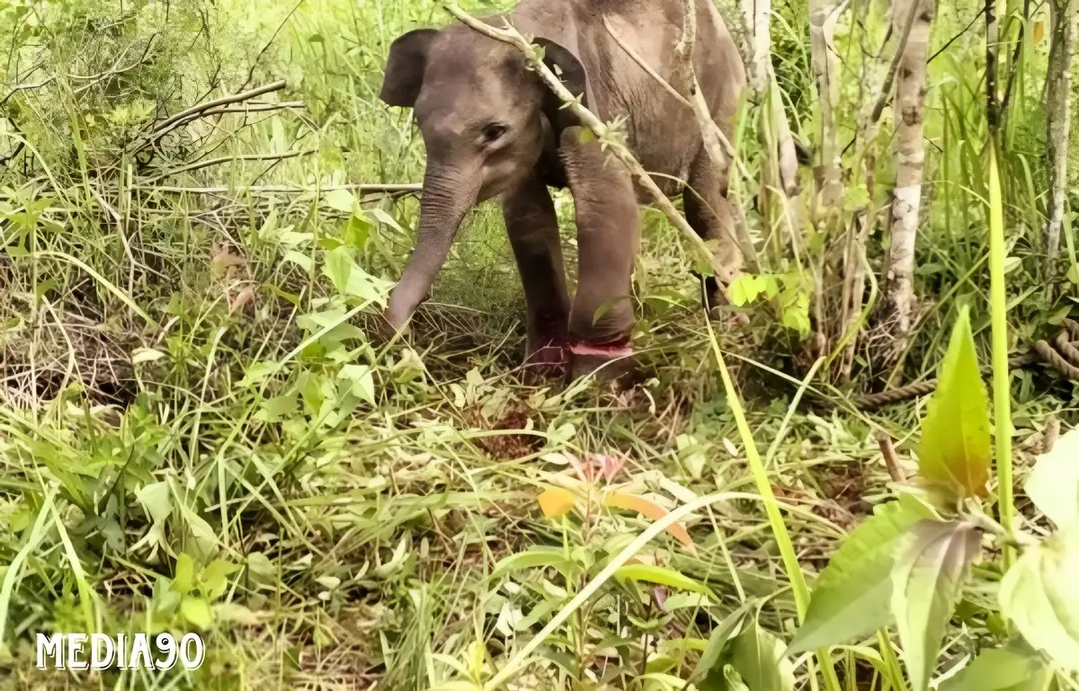 Gajah TNWK Lampung Timur Ditemukan Terjerat Perangkap Pemburu Liar Sebulan, Badan Kurus Kaki Luka